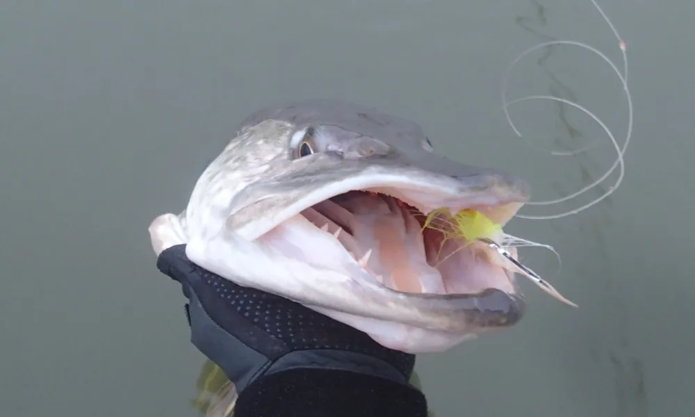 A pike with a fly in its mouth