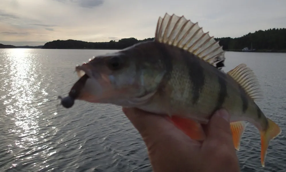 A perch and a jig in the evening sun